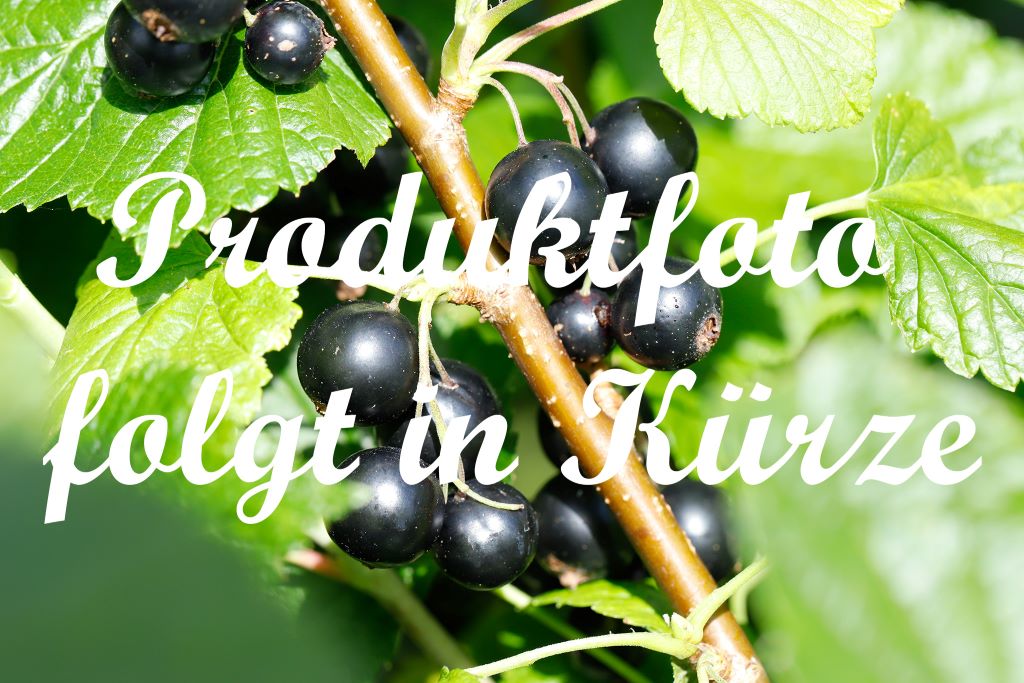 Apfel mit Marzipan und Sternanis